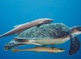 5 Dive Scuba Diving Package in Roatan