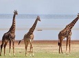 tarangire, ngorongoro & lake manyara park 3 days Group tour