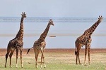 tarangire, ngorongoro & lake manyara park 3 days Group tour
