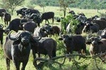 Ngorongoro, Manyara and Tarangire tour