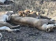 6 days Safari to Lake Eyasi, Natron, Manyara, Serengeti and Ngorongoro crater