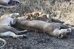 6 days Safari to Lake Eyasi, Natron, Manyara, Serengeti and Ngorongoro crater