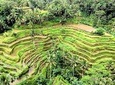 Ubud village private tours