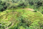 Ubud village private tours