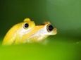 La Fortuna Ecocentro Danaus Night Tour
