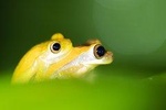 La Fortuna Ecocentro Danaus Night Tour