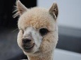 Alpaca Farm Tours with Toffeemont