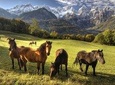 Horse Riding in Bled