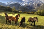 Horse Riding in Bled