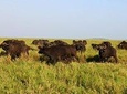 3 days Safari to Serengeti and Ngorongoro crater