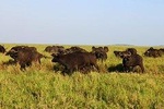 3 days Safari to Serengeti and Ngorongoro crater