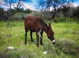 Tour DONKEYS, VILLAGE, OLIVE & CAROB (Traditions Cyprus) from Paphos