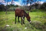 Tour DONKEYS, VILLAGE, OLIVE & CAROB (Traditions Cyprus) from Paphos