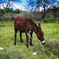 Tour DONKEYS, VILLAGE, OLIVE & CAROB (Traditions Cyprus) from Paphos