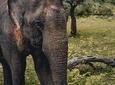 Udawalawa Safari(3-4hours) - Private Jeep with Experienced Driver 