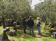 Olive Oil Experience
