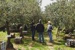 Olive Oil Experience