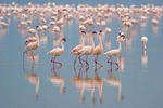 Full Day Bundala Safari with Picnic Lunch from Hambantota Harbour 