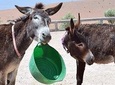 DONKEY SANCTUARY Half Day Trip