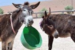 DONKEY SANCTUARY Half Day Trip