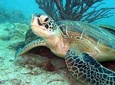 Freediver advanced (start at Koh Chang)
