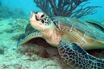 Freediver advanced (start at Koh Chang)