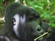 3 days Bwindi Gorilla Safari