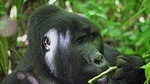 3 days Bwindi Gorilla Safari