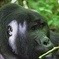 3 days Bwindi Gorilla Safari