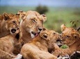 2 Days Tarangire &Ngorongoro Crater Joining group 