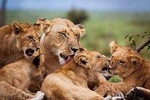 2 Days Tarangire &Ngorongoro Crater Joining group 