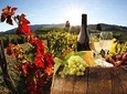 Relaxing Wine Tour With Food & Wine Tasting - Umbria
