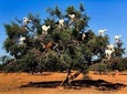 Full day trip from Marrakech to Essaouira Mogador