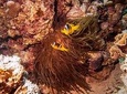 Diving day in Marsa alam- Gloria Royal Sailing Yacht