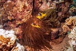 Diving day in Marsa alam- Gloria Royal Sailing Yacht