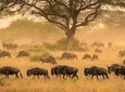 serengeti & ngorongoro 3 days private tour