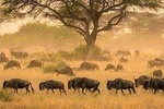 serengeti & ngorongoro 3 days private tour