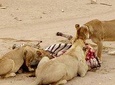 3 Days Tanzania Safari