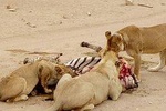 3 Days Tanzania Safari