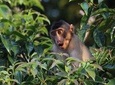 Borneo Wildlife Tour 2 Days 1 Night At Tanjung Bulat Jungle Camp Kinabatangan