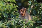 Borneo Wildlife Tour 2 Days 1 Night At Tanjung Bulat Jungle Camp Kinabatangan