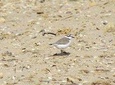 Birdwatching at Alvor dunes