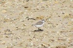 Birdwatching at Alvor dunes