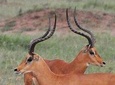 3 Days Tarangire,ngorongoro& Manyara National Park