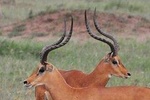 3 Days Tarangire,ngorongoro& Manyara National Park