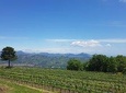 Etna Wine Experience (One-day tour)