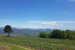 Etna Wine Experience (One-day tour)