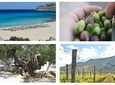Wine and Olive,Falasarna Beach Group Tour up 15 persons - Wheelchair Accessible 