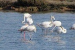 Birdwatching at Abicada and Alvor dunes