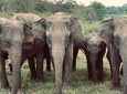 Bundala Birds Safari by Jeeps